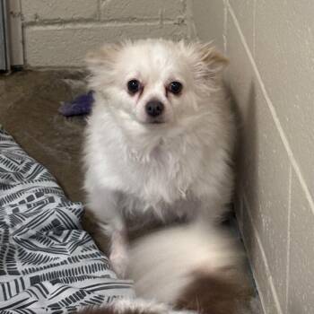 Adam -  Chihuahua Dog for Adoption - Adam | PetCurious