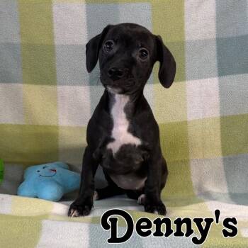 Denny