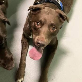 Chip -  Mixed Breed Dog for Adoption in Dekalb, Illinois - Chip | PetCurious