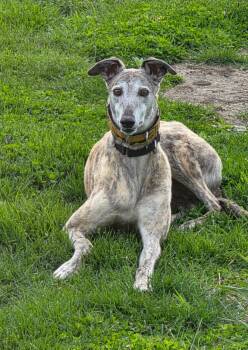 Greyhound Dogs Available for Adoption in Bondurant, Iowa - Tiara | PetCurious