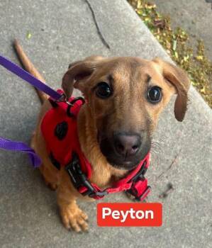 Peyton, Milo and Rexy -  Dutch Shepherd Dog for Adoption in Thornton, Colorado - Peyton, Milo And Rexy | PetCurious