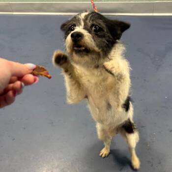 SCRUFFLES -  Terrier Dog for Adoption in Greensboro, North Carolina - SCRUFFLES | PetCurious