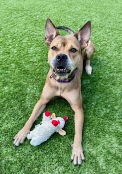 Rescue German Shepherd Dog Dogs for Adoption in Long Beach, New York - Bailey | PetCurious