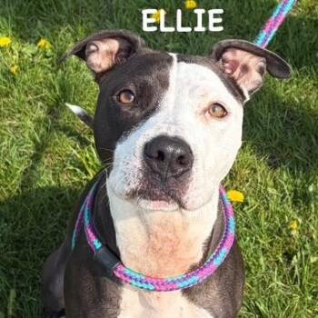 Pit Bull Terrier Dogs Available for Adoption in Bowling Green, Ohio - ELLIE | PetCurious