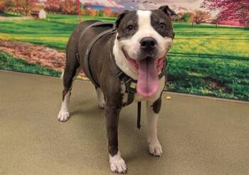 SMILEY -  Pit Bull Terrier and Mixed Breed Dog for Adoption in Moreno Valley, California - SMILEY | PetCurious