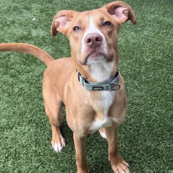 Buddy -  Mixed Breed Dog for Adoption in Chicago, Illinois - Buddy | PetCurious