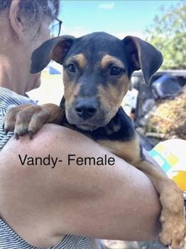 Vandy -  Labrador Retriever Dog for Adoption in Manchester, Connecticut - Vandy | PetCurious