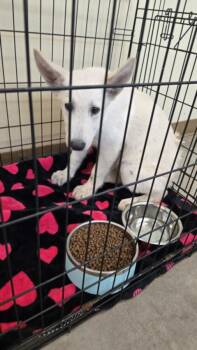 A044486 -  German Shepherd Dog Dog for Adoption in Texas City, Texas - A044486 | PetCurious