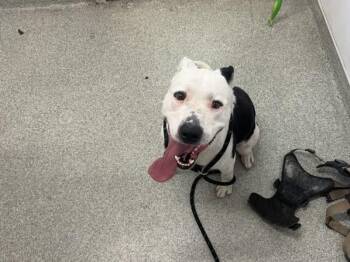 ANGUS -  Pit Bull Terrier and Mixed Breed Dog for Adoption in Loveland, Colorado - ANGUS | PetCurious