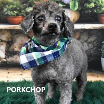 Miniature Poodle Dogs Available for Adoption - PORKCHOP  | PetCurious