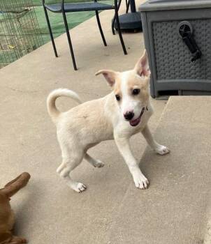 Mixed Breed Dogs Available for Adoption in Russiaville, Indiana - Olivia | PetCurious