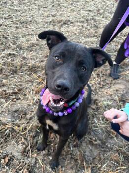Rescue Labrador Retriever Dogs for Adoption in Dorr, Michigan - Mal | PetCurious