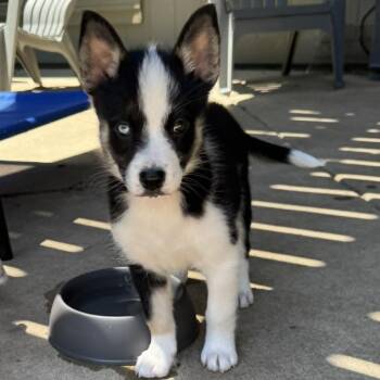 Husky and Mixed Breed Dogs Available for Adoption in Olathe, Kansas - Rowena | PetCurious