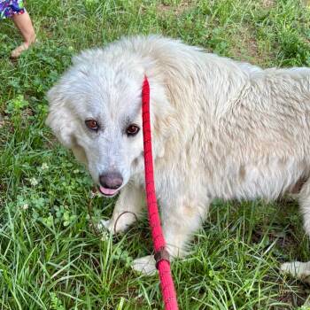 Marge -  Great Pyrenees Dog Available for Adoption in Chattanooga, Tennessee - Marge | PetCurious