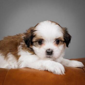 Shih Tzu and Havanese Dogs Available for Adoption - Briar | PetCurious