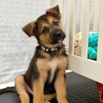 Bonzo Wigglebutt -  German Shepherd Dog and Terrier Dog for Adoption in Friendswood, Texas - Bonzo Wigglebutt | PetCurious