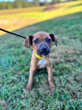 Rescue Terrier and Mixed Breed Dogs for Adoption in Aiken, South Carolina - Phoebe | PetCurious