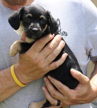 Chihuahua and Dachshund Dogs Available for Adoption in Bandera, Texas - Paco | PetCurious