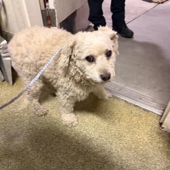 IVHS-Stray-142557 -  Cockapoo and Mixed Breed Dog for Adoption in San Gabriel, California - IVHS-Stray-142557 | PetCurious