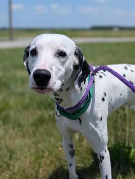 Adonis -  Dalmatian Dog for Adoption in Defiance, Ohio - Adonis | PetCurious
