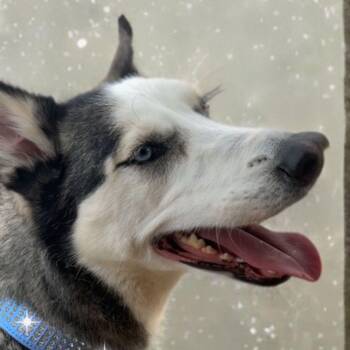 Sasha -  Husky Dog for Adoption in Kingman, Arizona - Sasha | PetCurious