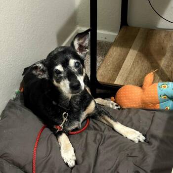 Bebe -  Terrier Dog for Adoption in Dallas, Texas - Bebe | PetCurious