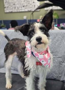Noodle -  Schnauzer Dog for Adoption in Sedalia, Colorado - Noodle | PetCurious