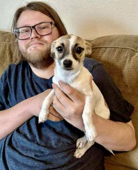 Rescue Chihuahua and Rat Terrier Dogs for Adoption in Roseburg, Oregon - Peggy Sue | PetCurious
