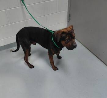 Mixed Breed Dogs Available for Adoption - ELLIOT | PetCurious