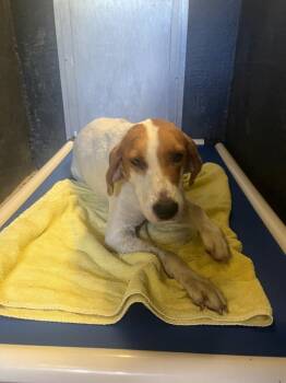 Jolene -  Hound Dog for Adoption in Mineral, Virginia - Jolene | PetCurious