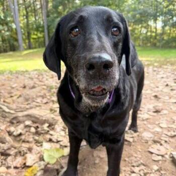 Harper (Courtesy Posting) -  Black Labrador Retriever Dog for Adoption in Hopkinton, Massachusetts - Harper (Courtesy Posting) | PetCurious