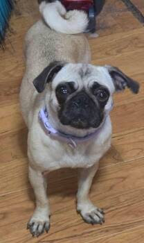Baby -  Pug Dog for Adoption in Alexander, Arkansas - Baby | PetCurious
