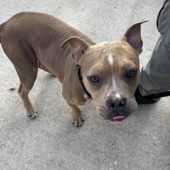 Noah Davis Rd Stray -  Pit Bull Terrier Dog for Adoption in Roxboro, North Carolina - Noah Davis Rd Stray | PetCurious