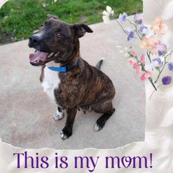 Fonzie -  Mixed Breed Dog for Adoption in Fredericksburg, Virginia - Fonzie | PetCurious