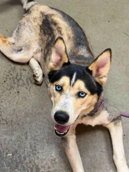 Gavin -  Husky and Alaskan Malamute Dog for Adoption in Powder Springs, Georgia - Gavin | PetCurious