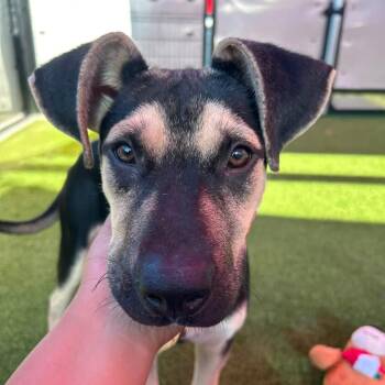 Dice -  Shepherd Dog for Adoption in Bellingham, Washington - Dice | PetCurious
