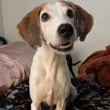 Coonhound Dogs Available for Adoption - Jedi | PetCurious