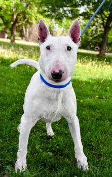 Bull Terrier and Mixed Breed Dogs Available for Adoption in Yakima, Washington - Rex | PetCurious