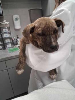 Candy Land -  Mixed Breed Dog for Adoption in Sevierville, Tennessee - Candy Land | PetCurious