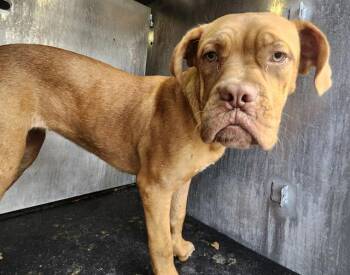 A817042 -  Mastiff Dog for Adoption in San Antonio, Texas - A817042 | PetCurious
