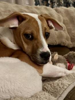 Beagle Dogs Available for Adoption - Lola  | PetCurious