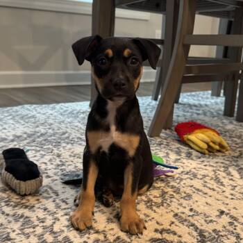 Rescue Terrier Dogs for Adoption in Columbia, South Carolina - Torque | PetCurious