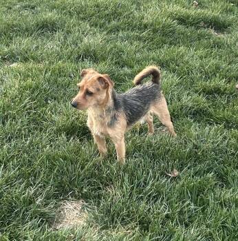 Terrier Dogs Available for Adoption - Genesis | PetCurious