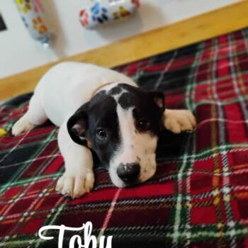 Rescue Australian Cattle Dog Blue Heeler Dogs for Adoption in Tomah, Wisconsin - Toby | PetCurious