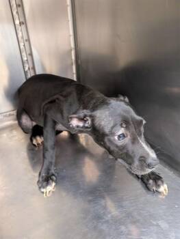 Pit Bull Terrier Dogs Available for Adoption in Oklahoma City, Oklahoma - A473350 | PetCurious