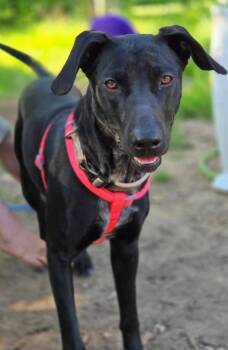 Rescue Black Labrador Retriever and German Shepherd Dog Dogs for Adoption in Ladonia, Texas - Bailey | PetCurious