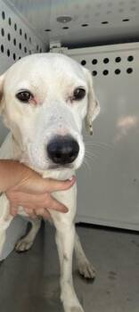 Labrador Retriever Dogs Available for Adoption in Stockton, California - WERO | PetCurious