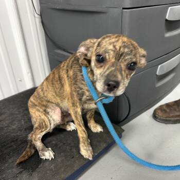 Peyton -  Chihuahua and Mixed Breed Dog for Adoption in Morganfield, Kentucky - Peyton | PetCurious