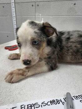 Pretzel -  Australian Shepherd and Mixed Breed Dog for Adoption in Sevierville, Tennessee - Pretzel | PetCurious