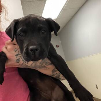 Mixed Breed Dogs Available for Adoption in Chattanooga, Tennessee - Tulip | PetCurious